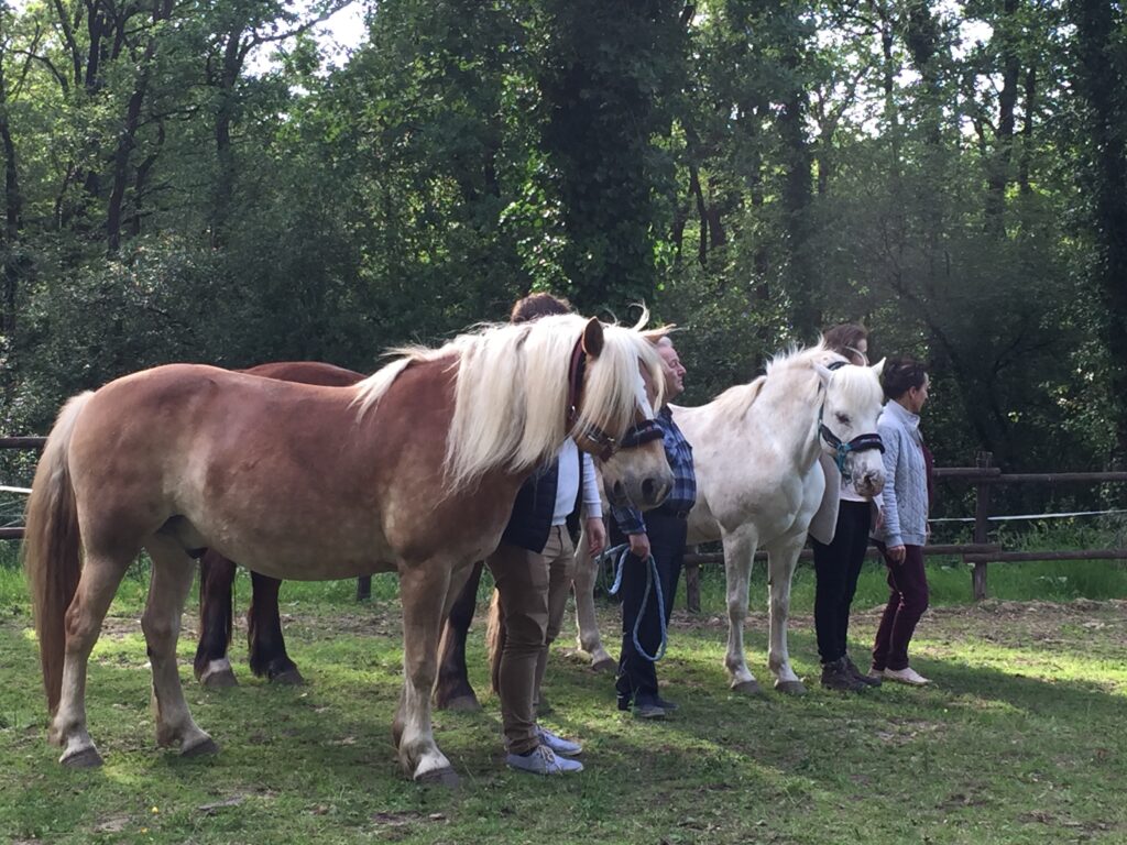 Cohésion d'équipe avec les chevaux