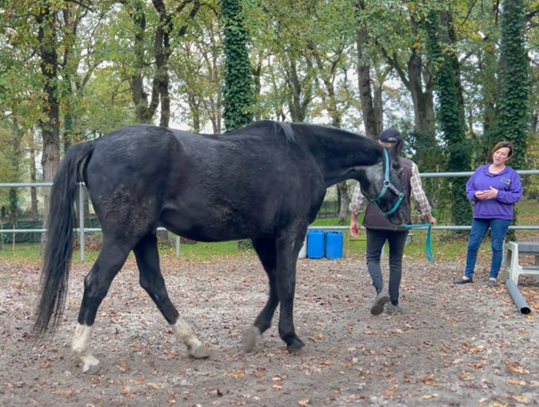 facilitation équine séance individuelle cheval Saumur Agnès Soulet de Brugière